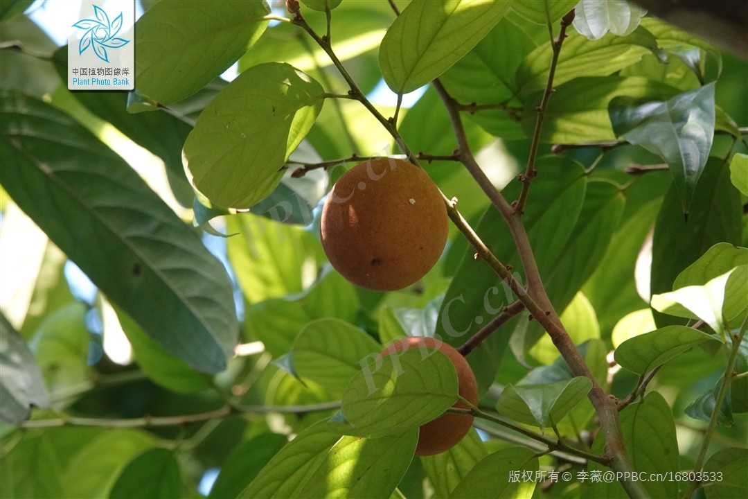 Chùm bao